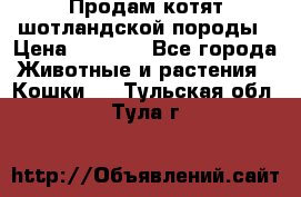 Продам котят шотландской породы › Цена ­ 2 000 - Все города Животные и растения » Кошки   . Тульская обл.,Тула г.